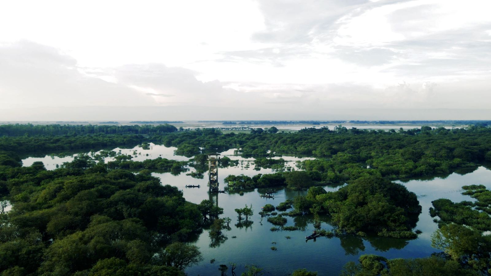 Ratargul Forest in Sylhet